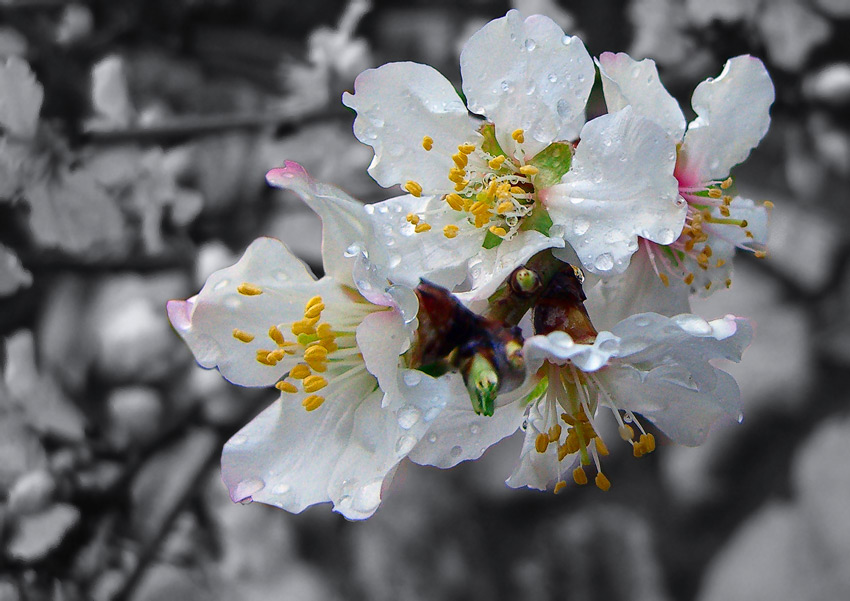 photo "Valentine's Day" tags: nature, macro and close-up, flowers