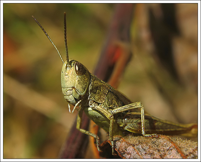 photo "~Grasshopper~" tags: macro and close-up, nature, insect