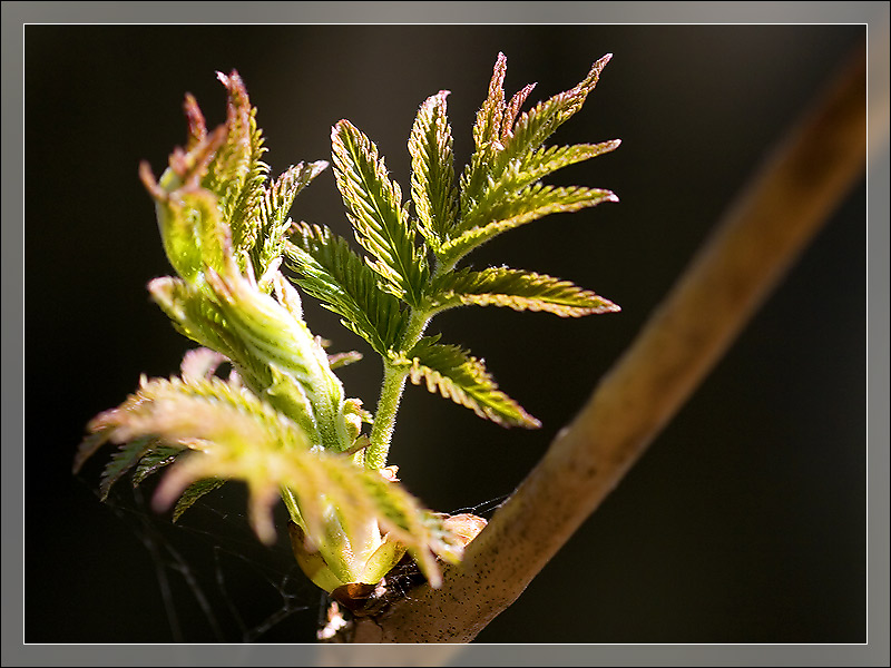 photo "***" tags: macro and close-up, nature, flowers