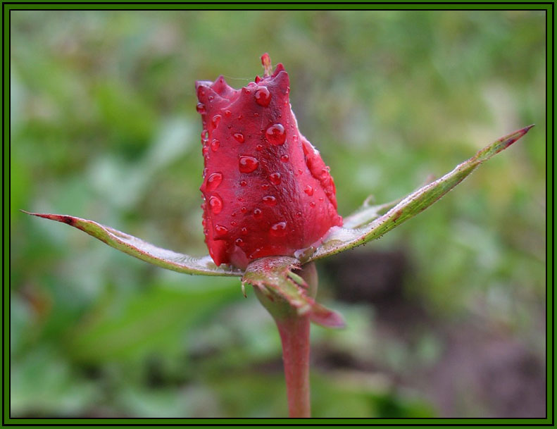 photo "***" tags: macro and close-up, 