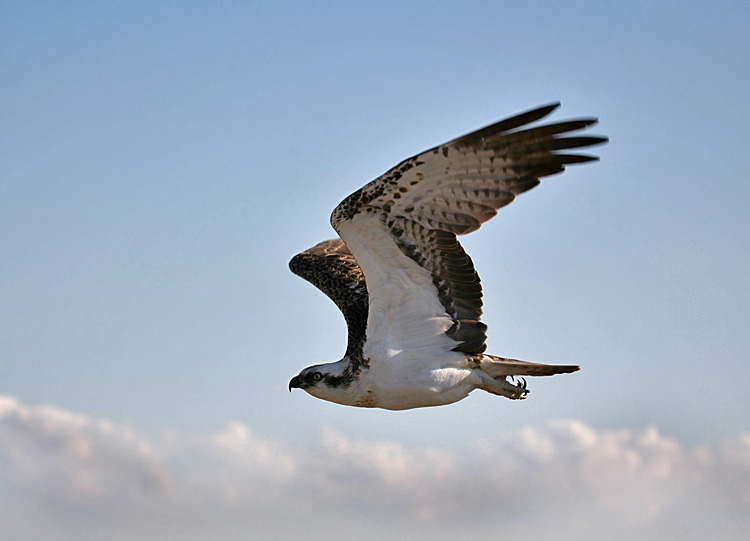 photo "Osprey 02" tags: travel, nature, Africa, wild animals