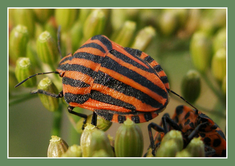 фото "Полосатики" метки: макро и крупный план, природа, насекомое