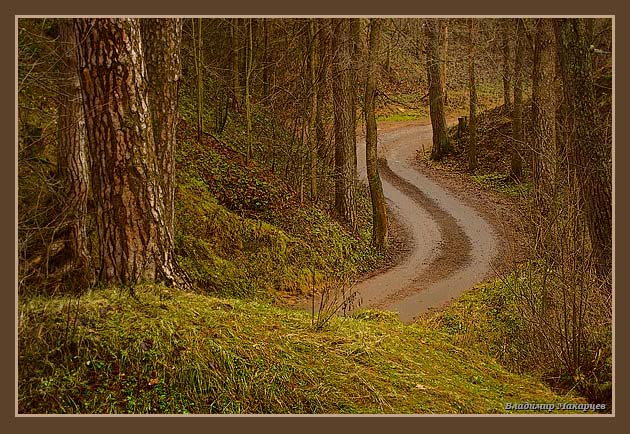 photo "***" tags: landscape, forest