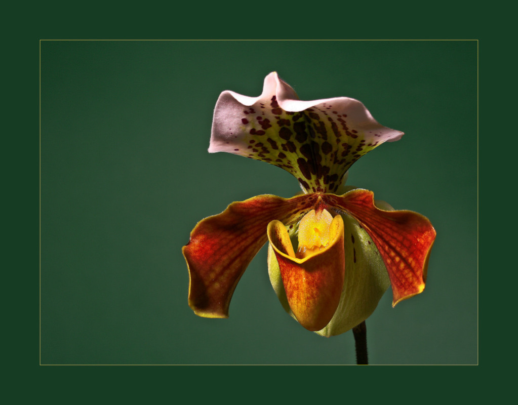 photo "Paphiopedilum" tags: macro and close-up, 