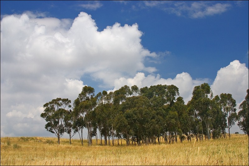 photo "Summer in Gamla" tags: landscape, nature, summer