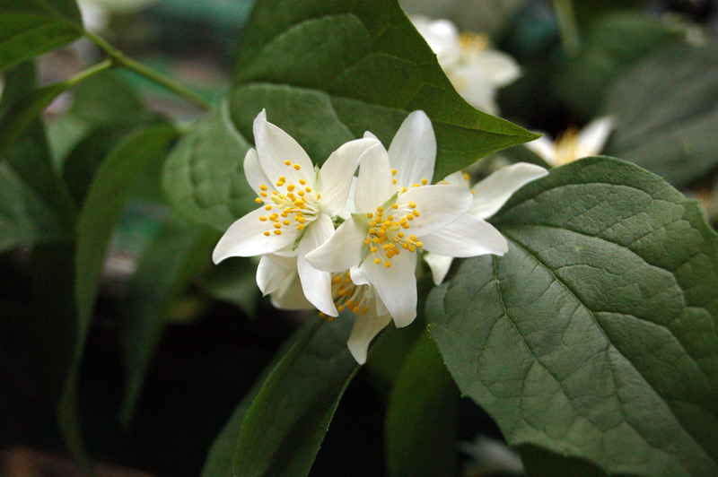 photo "tenderness" tags: nature, macro and close-up, flowers