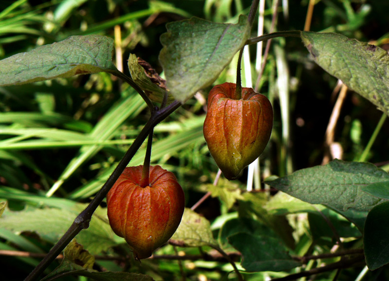 photo "JUST TWO" tags: nature, flowers