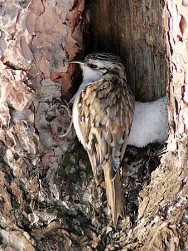 photo "Treecreeper" tags: nature, portrait, pets/farm animals