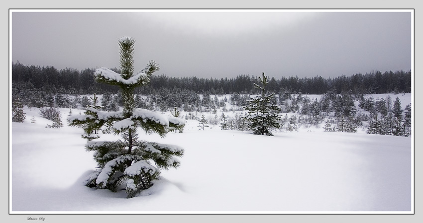 photo "***" tags: landscape, winter