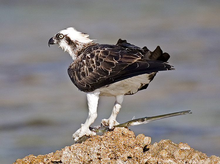 photo "Osprey 03" tags: nature, wild animals