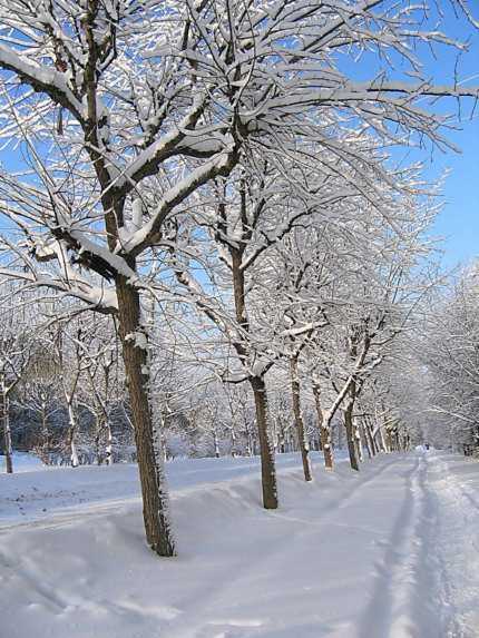фото "Снежная аллея" метки: пейзаж, зима