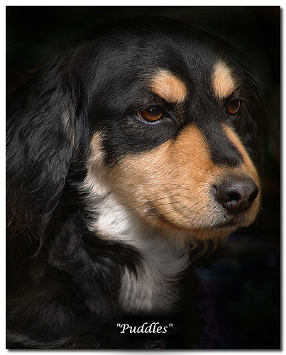 photo "Puddles" tags: nature, pets/farm animals