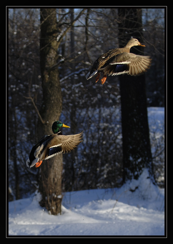 photo "***" tags: nature, wild animals
