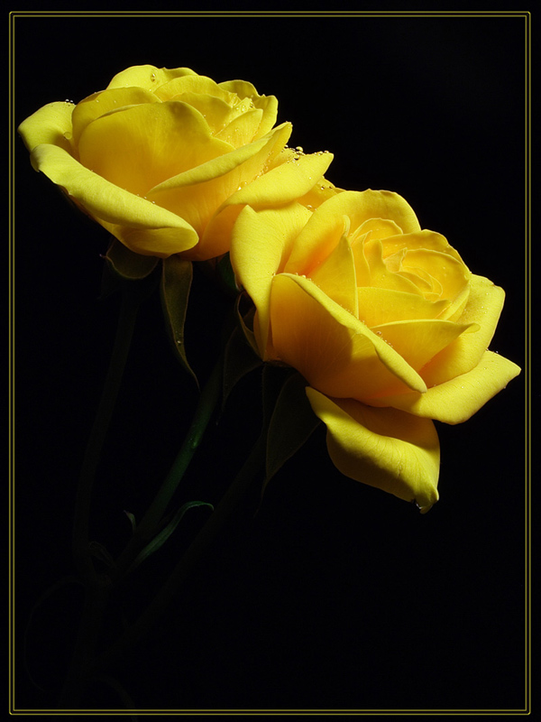 фото "Yellow roses" метки: природа, макро и крупный план, цветы