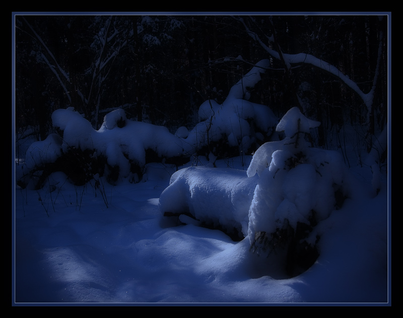 photo "Small fur-tree and a terrible wood..." tags: landscape, night, winter