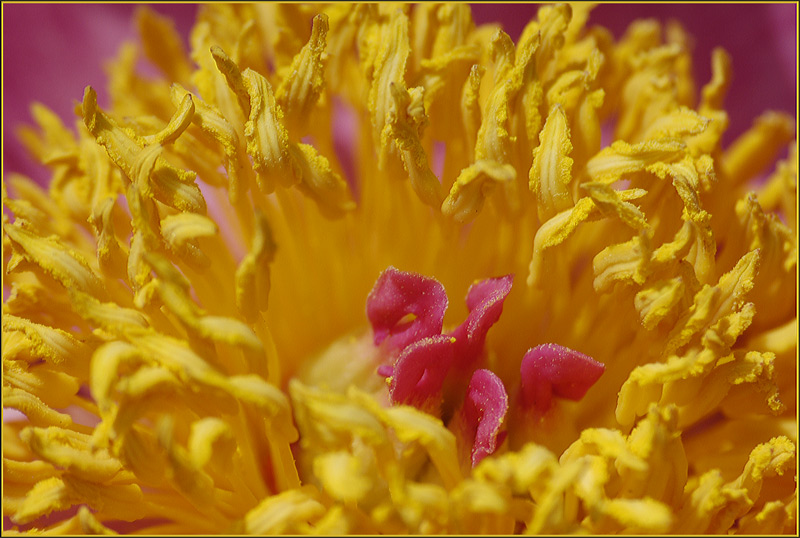 photo "Aura mature beauty" tags: nature, macro and close-up, flowers