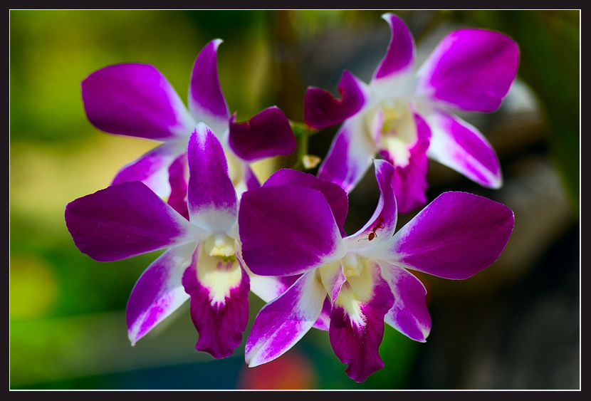 photo "***" tags: nature, macro and close-up, flowers