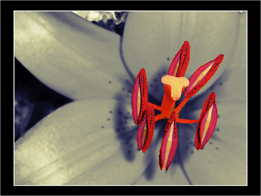 photo "lights" tags: nature, macro and close-up, flowers
