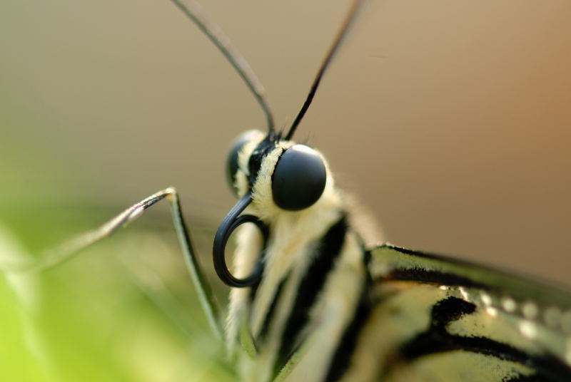 photo "Big eyes" tags: macro and close-up, nature, insect