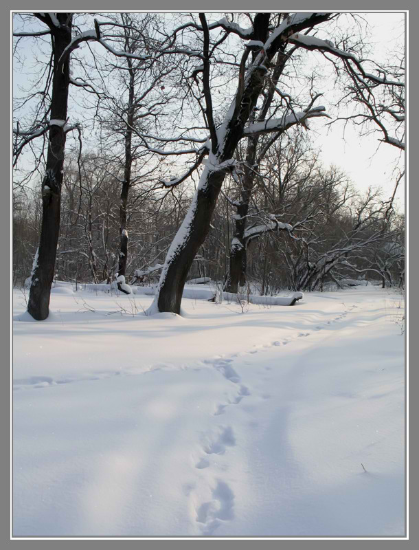 фото "По свежему снегу..." метки: пейзаж, зима