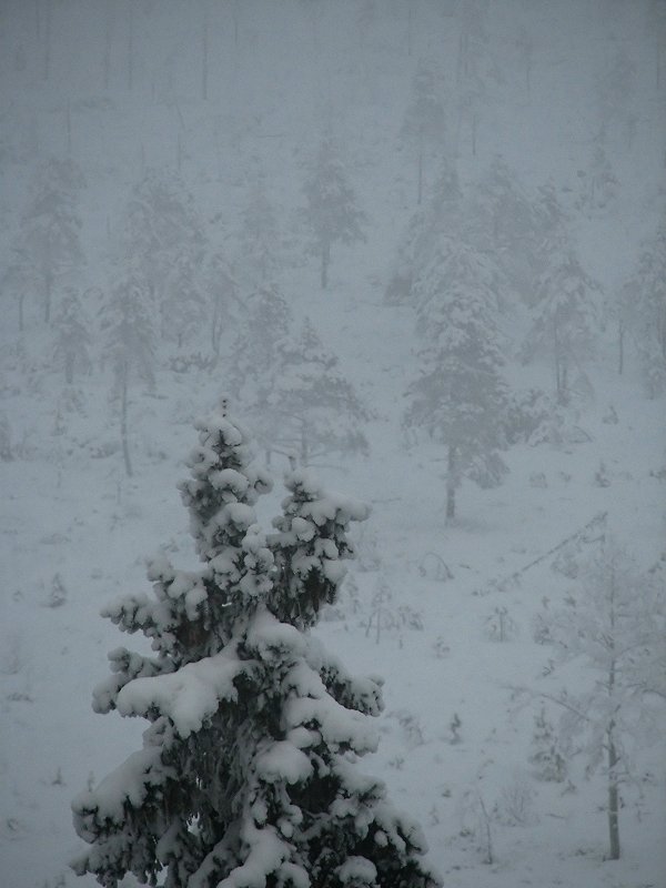 photo "'Misty swamp mood'" tags: landscape, forest, winter