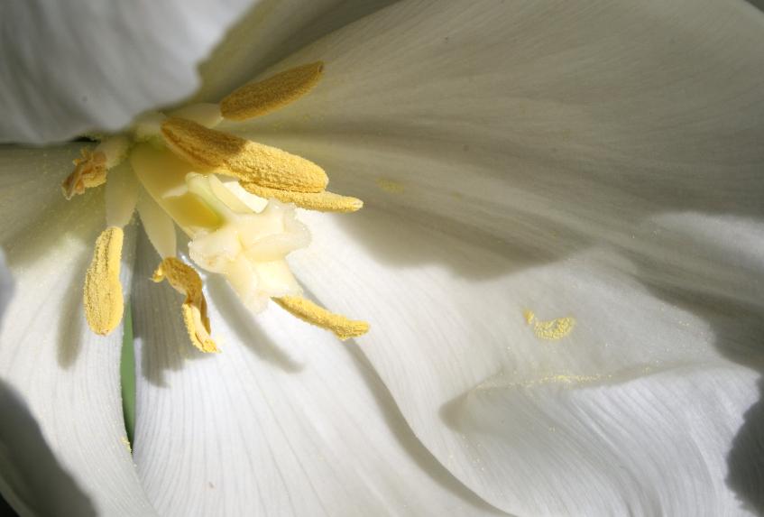 photo "***" tags: macro and close-up, 