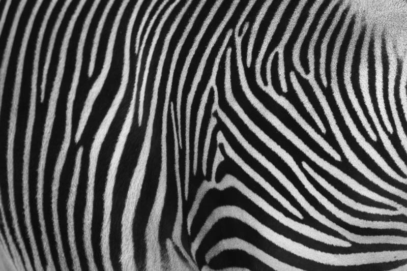 photo "Zebra's Back" tags: , 