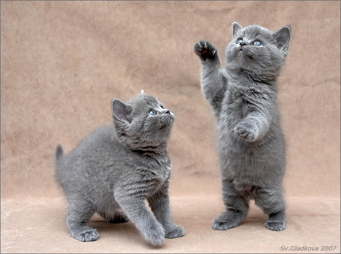 photo "*****" tags: nature, humor, pets/farm animals