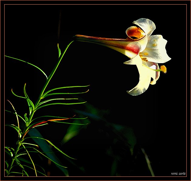 photo "a flower for you" tags: nature, macro and close-up, flowers