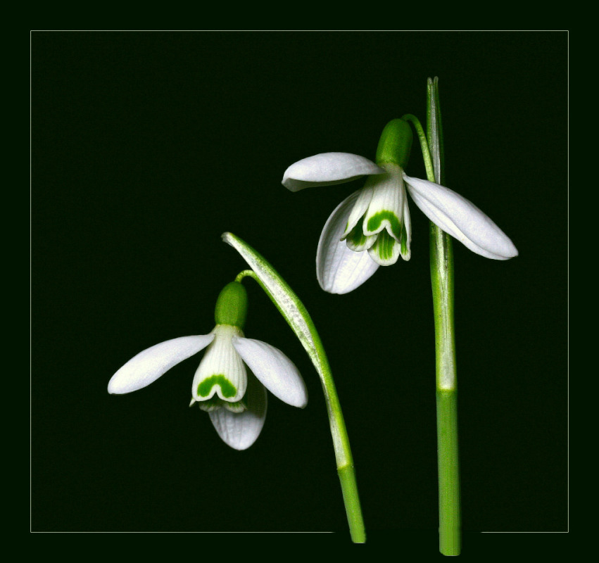photo "the first flowers" tags: landscape, spring