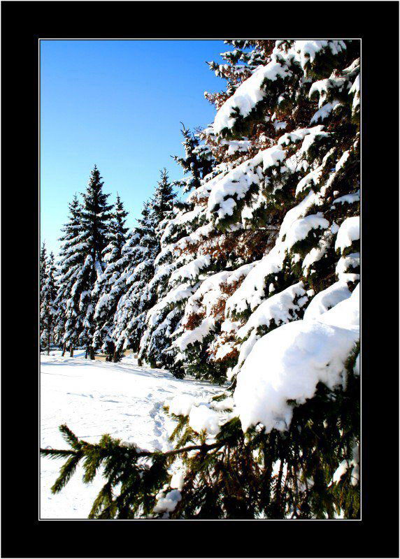 photo "***" tags: landscape, forest, winter