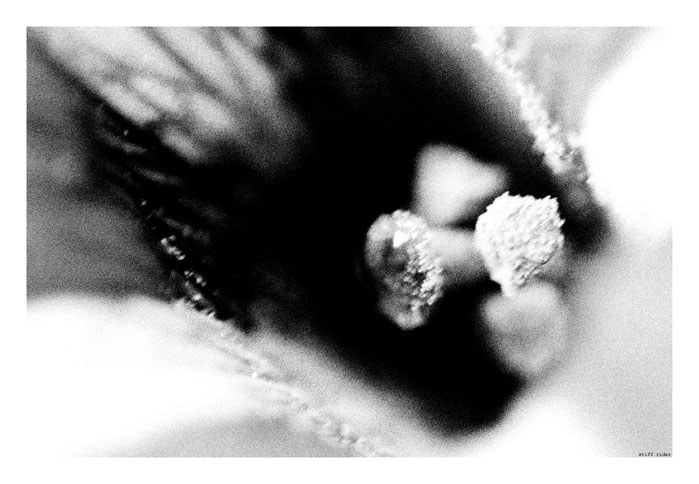 photo "macro" tags: black&white, macro and close-up, 