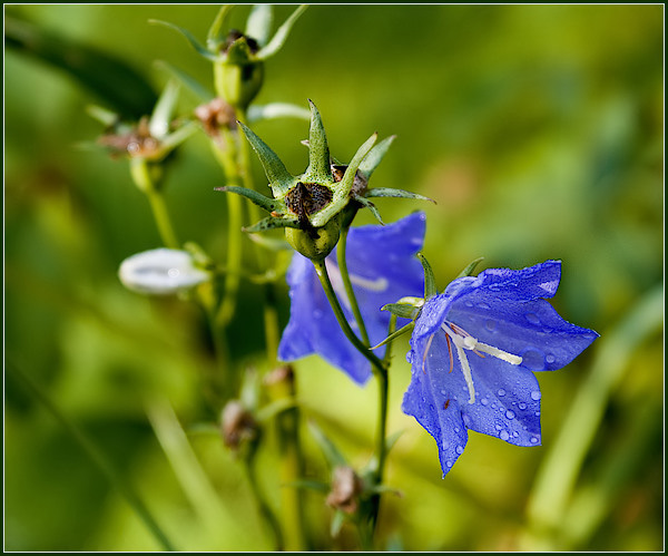 photo "***" tags: nature, macro and close-up, flowers