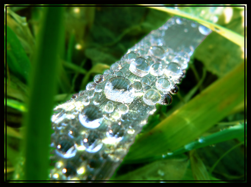 photo "Frozen Water" tags: nature, flowers