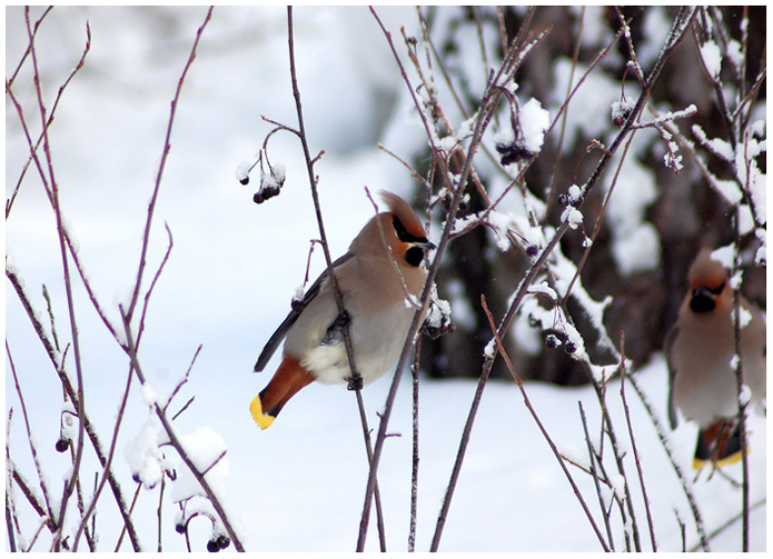 photo "Bombycilla garrulus" tags: nature, landscape, wild animals, winter