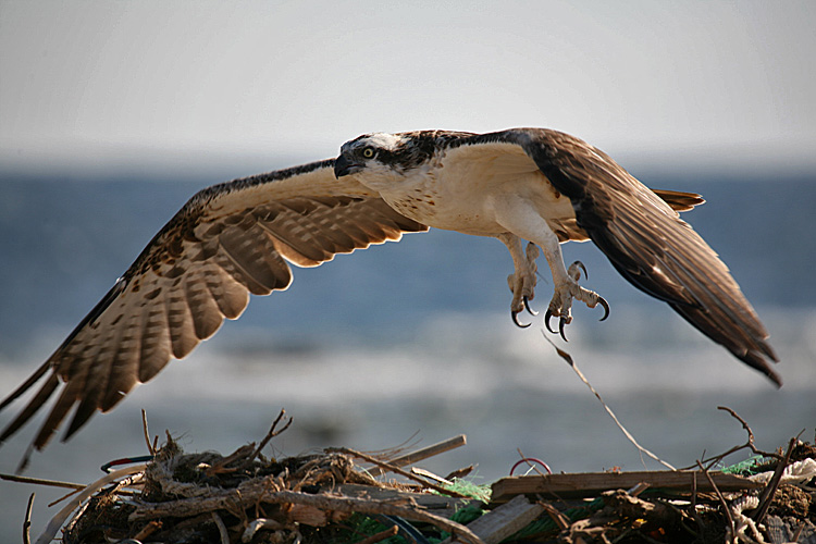 photo "Osprey 04" tags: nature, travel, Africa, wild animals