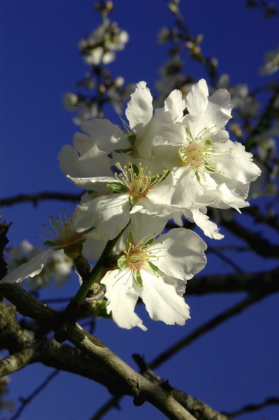 photo "***" tags: nature, flowers