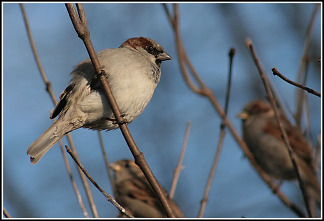 photo "Sparrow" tags: nature, portrait, wild animals