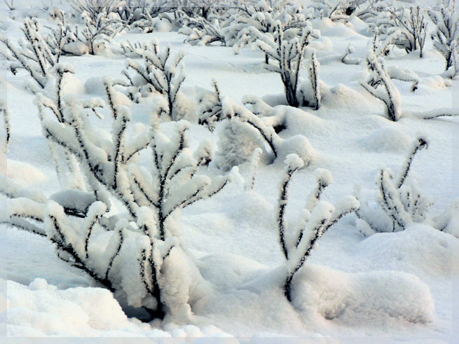 фото "...winter story..." метки: пейзаж, природа, зима, цветы