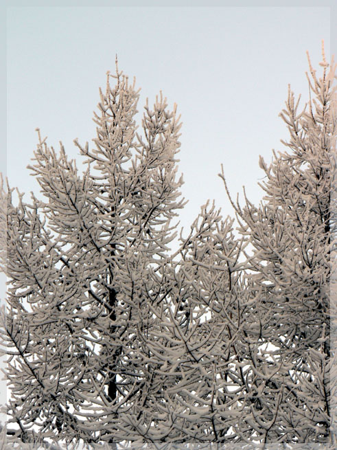 photo "***" tags: landscape, nature, flowers, winter