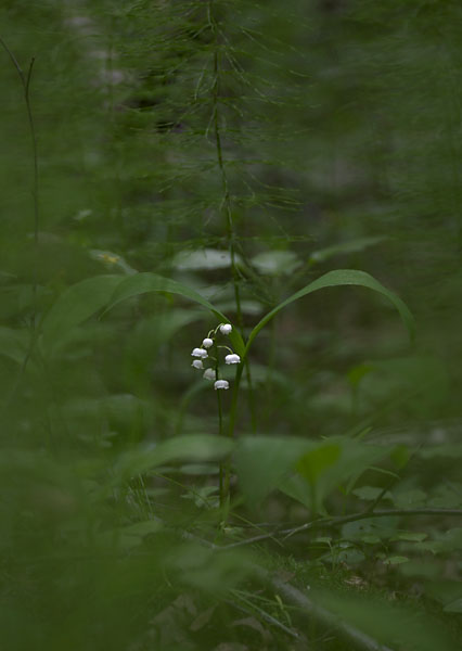 фото "Ландыш" метки: природа, цветы