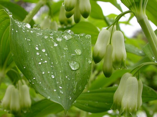 photo "***" tags: nature, flowers