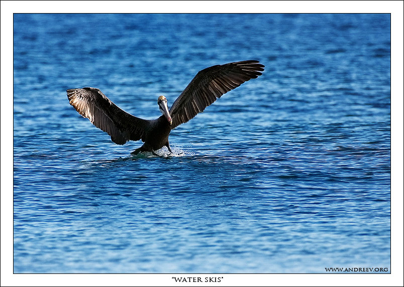 photo "Water Skis" tags: nature, genre, wild animals