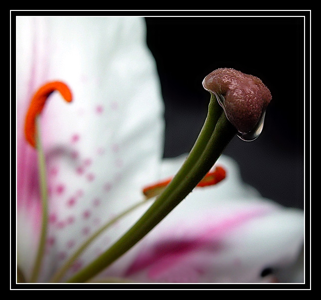 photo "Jucy Desire" tags: macro and close-up, nature, flowers