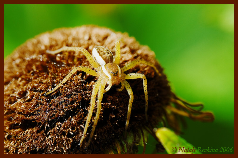 photo "It sunbathes" tags: nature, macro and close-up, insect