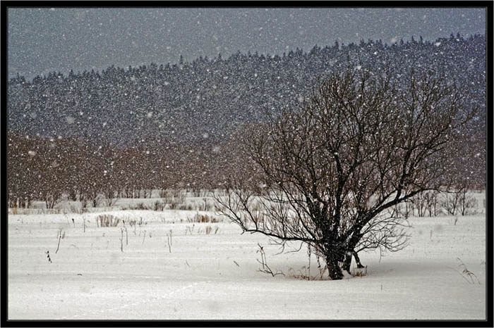 фото "Snowfall" метки: пейзаж, зима, лес