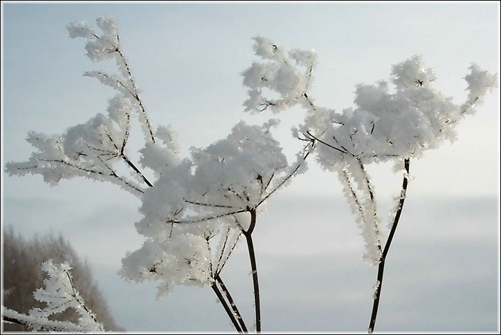 photo "* * *" tags: landscape, nature, flowers, winter