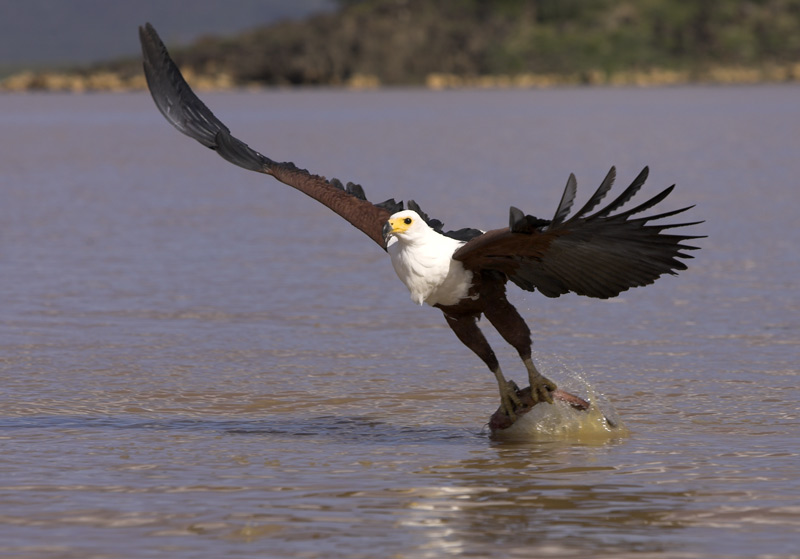 photo "African fish eagle hunting" tags: travel, nature, Africa, wild animals