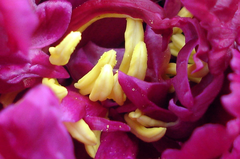 фото "Пион" метки: макро и крупный план, природа, цветы