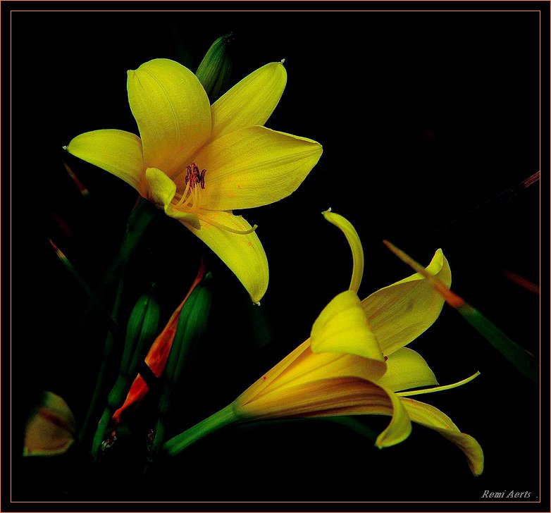 фото "for every girl a flower" метки: природа, цветы